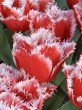 Tulipa Gefranjerd New Santa